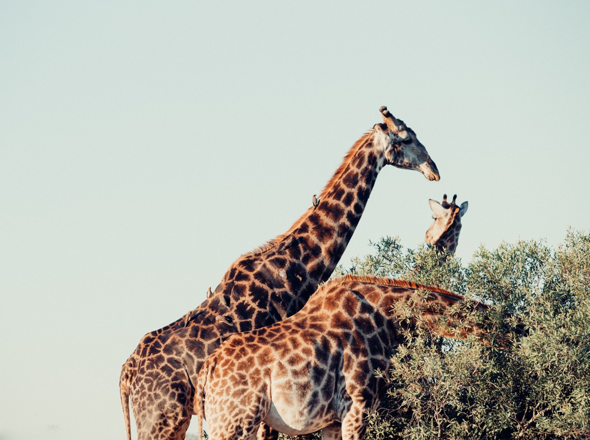 South Africa Day 2: Safari at Kruger National Park