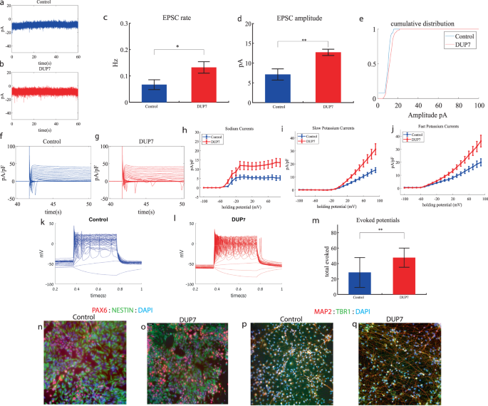 Early maturation and hyperexcitability is a shared phenotype of cortical neurons derived from different ASD-associated mutations | Translational Psychiatry