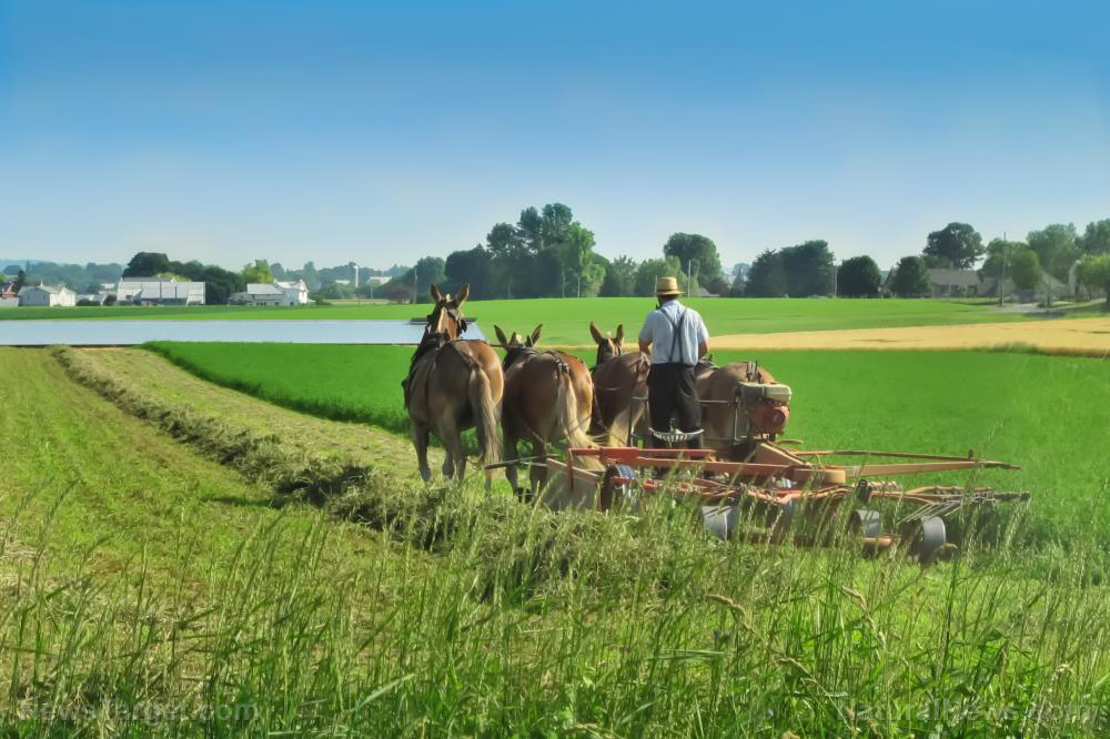 Amish children don’t get cancer, diabetes or autism, study finds (while mainstream Americans are sick and DYING in record numbers)   – NaturalNews.com