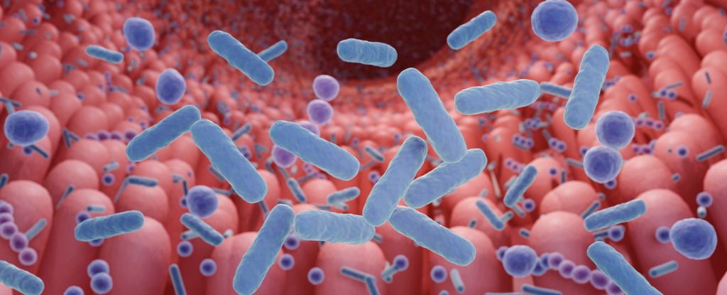 The Connection Between Autism And The Gut Microbiome Is Clearer Than Ever : ScienceAlert