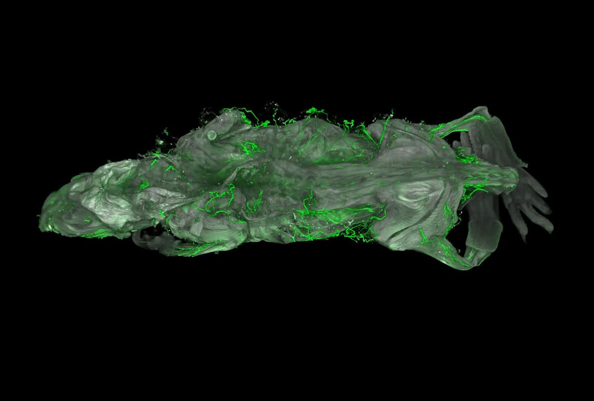 ‘wildDISCO’ cocktail yields whole-body maps of mouse neurons and more | Spectrum | Autism Research News