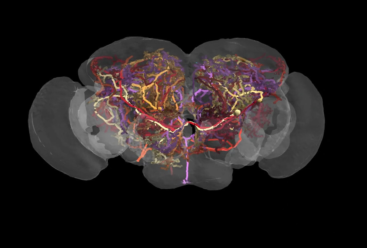 Full connectome of adult fruit fly completed, with help from citizen scientists | Spectrum | Autism Research News