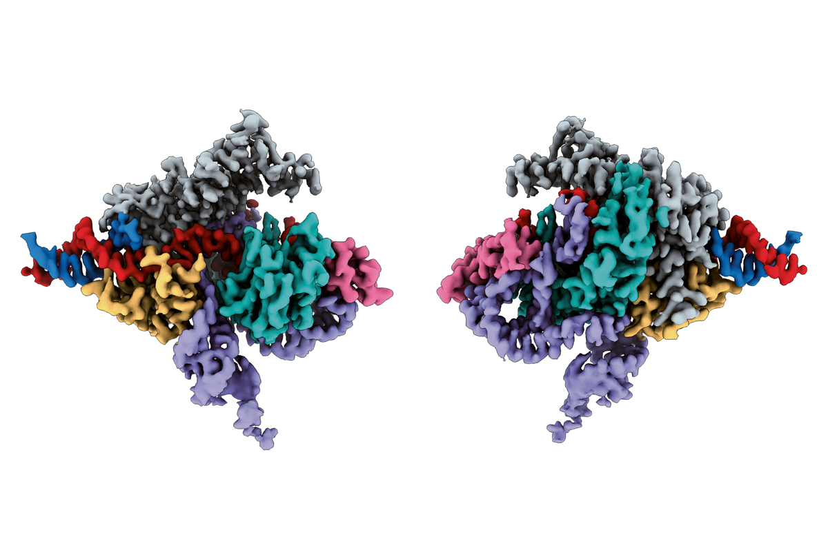 Compact kin of CRISPR discovered across eukaryotes | Spectrum | Autism Research News