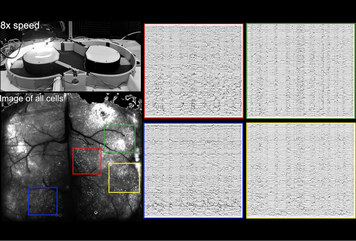 Robotic headgear records brain activity in moving mice | Spectrum | Autism Research News