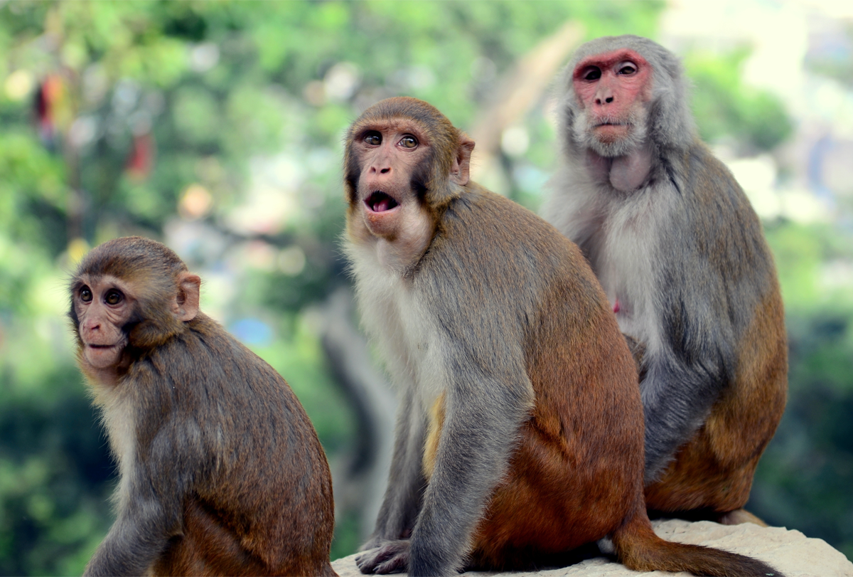 Father’s genes may drive sociability in male monkeys | Spectrum | Autism Research News