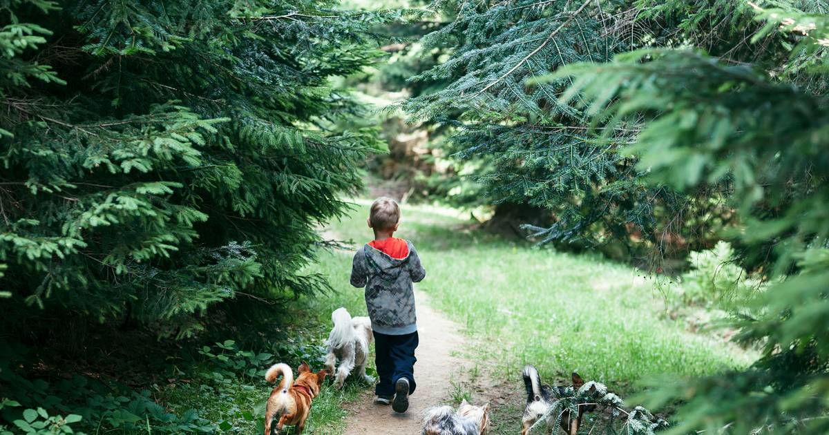 ‘My four-year-old son is on a long waiting list for an autism assessment’ – The Irish Times