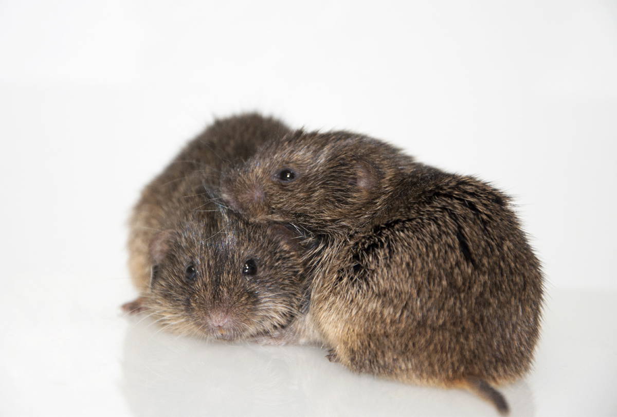 Parental care may sculpt brain development in prairie voles | Spectrum | Autism Research News