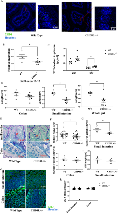 CHD8 regulates gut epithelial cell function and affects autism-related behaviors through the gut-brain axis | Translational Psychiatry