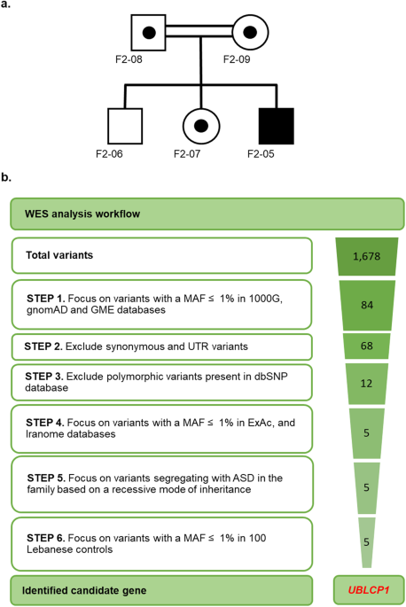 A novel autism-associated UBLCP1 mutation impacts proteasome regulation/activity – Translational Psychiatry